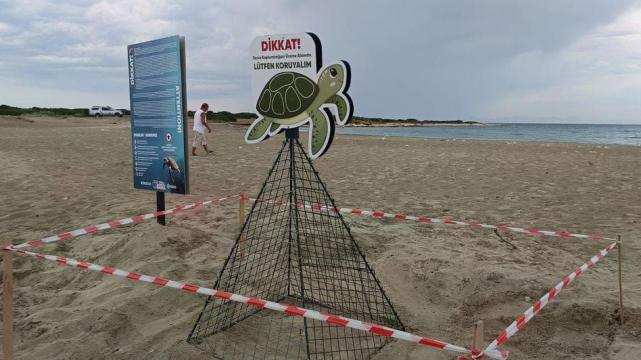 Didim Belediyesi Ekiplerinin Zamanında Müdahalesi Caretta Carettayı Kurtardı